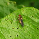 Sivun Thecomyia chrysacra Marinoni & Steyskal 2003 kuva