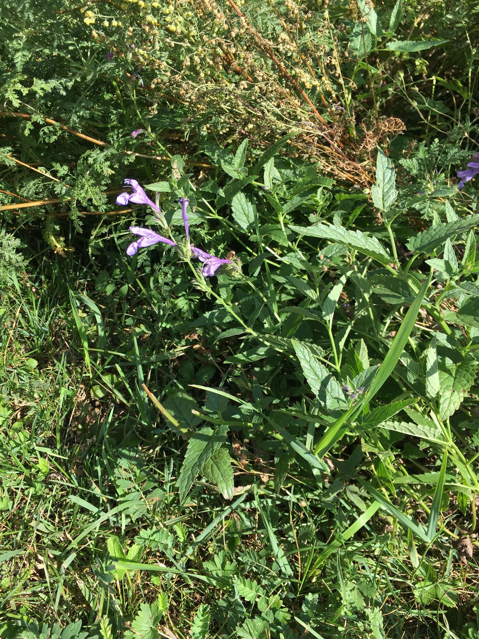 Image of Nepeta sibirica L.