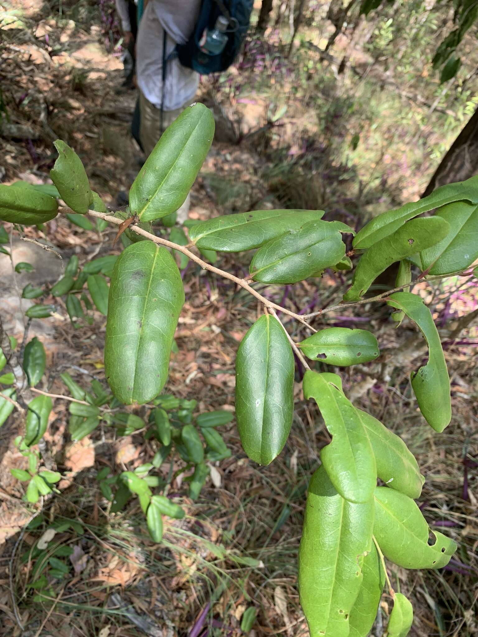 Image de Diospyros compacta (R. Br.) Kosterm.