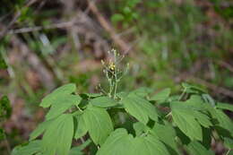 Image de Caulophyllum thalictroides (L.) Michx.