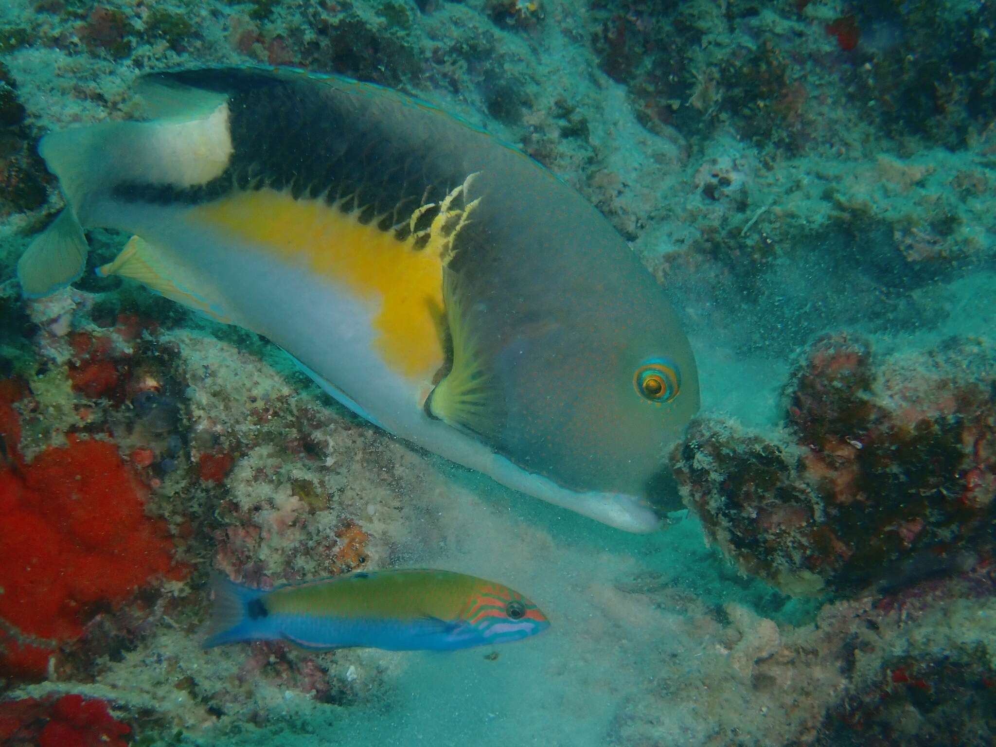 Image of Anchor trunkfish