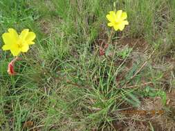 Imagem de Oenothera stricta subsp. stricta