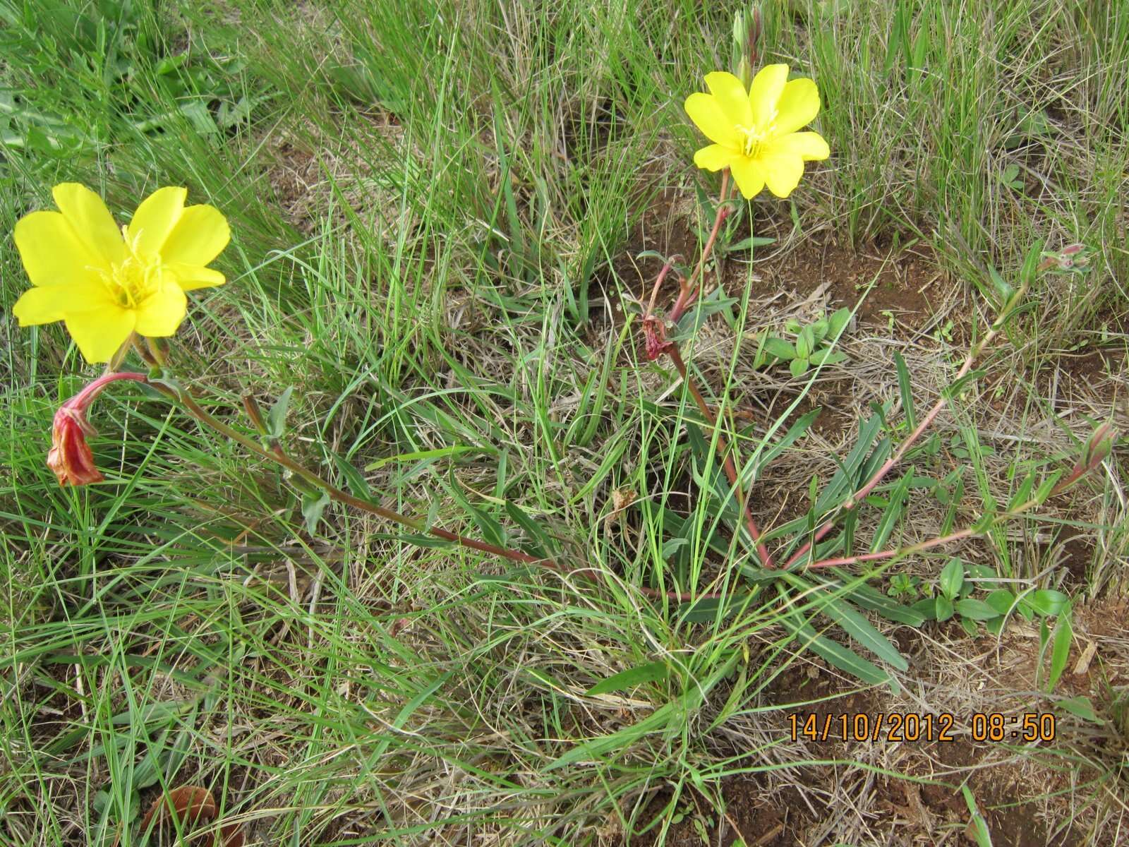 Imagem de Oenothera stricta subsp. stricta