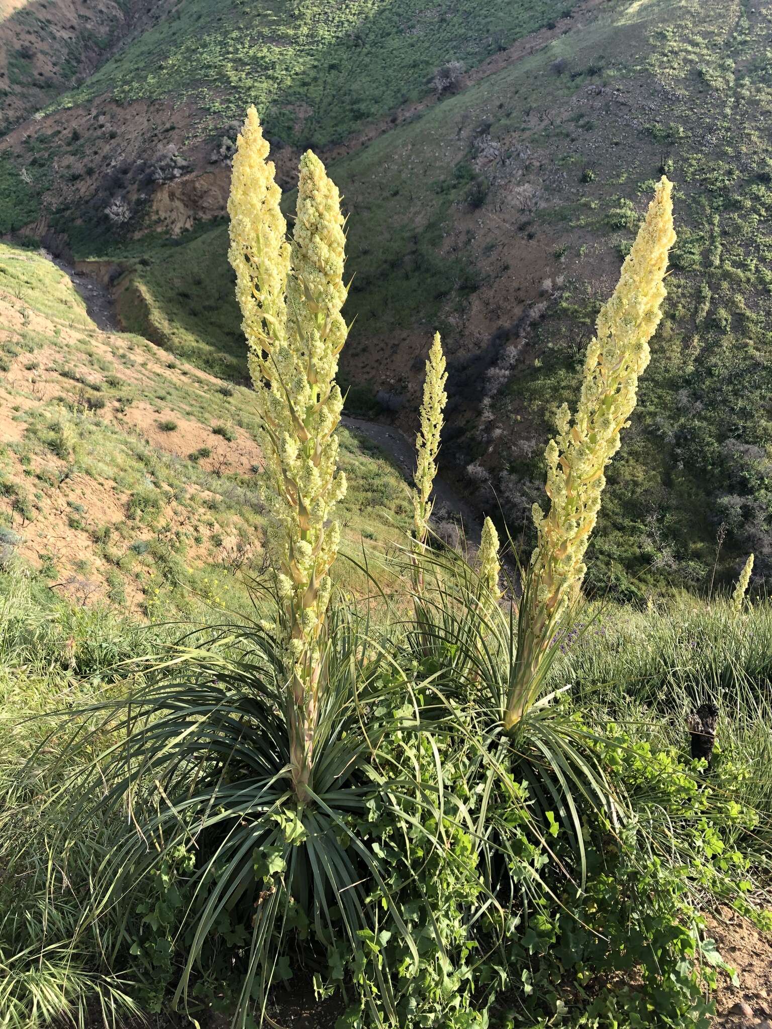 Image of Peninsular beargrass