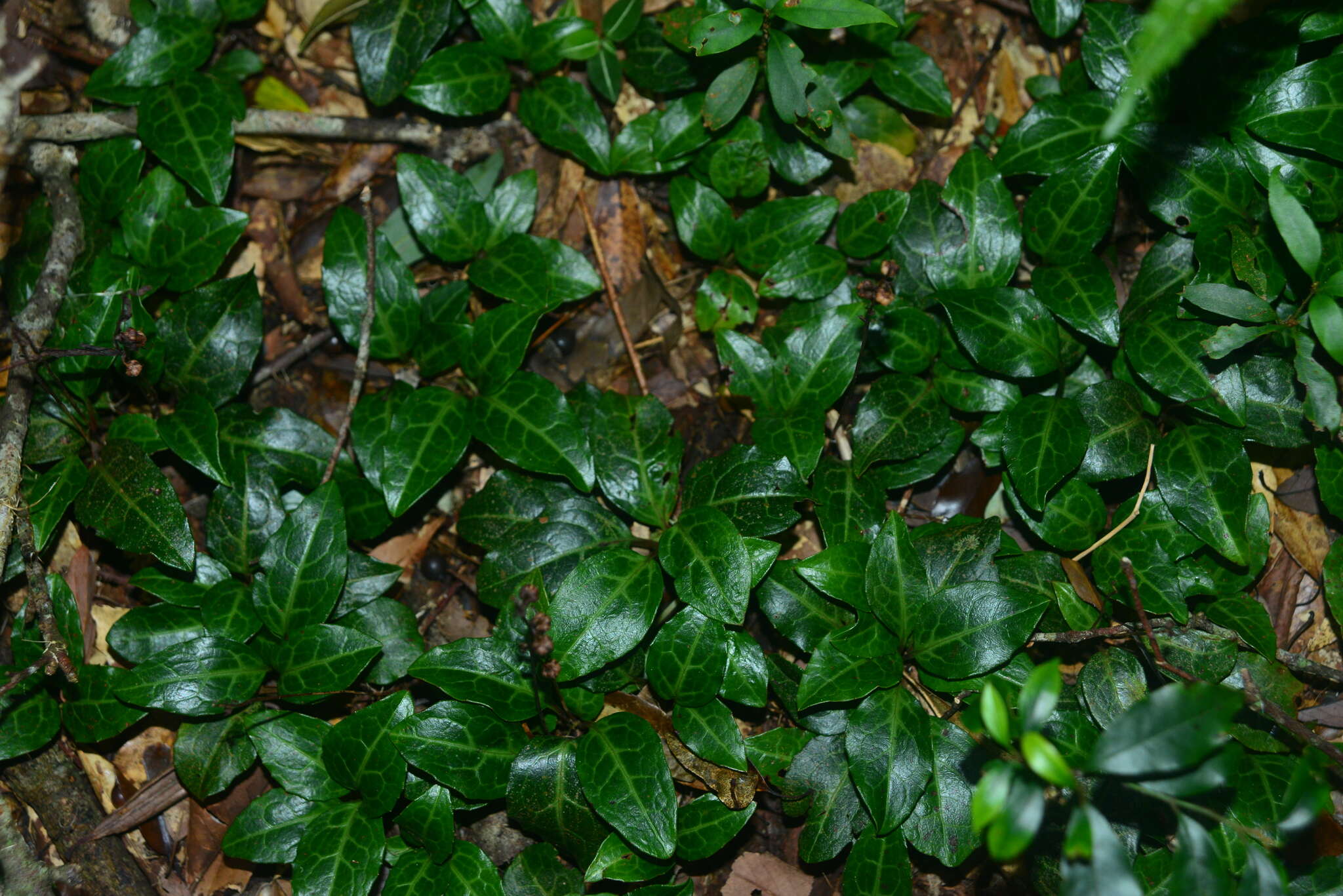 Image of Pyrola alboreticulata Hayata