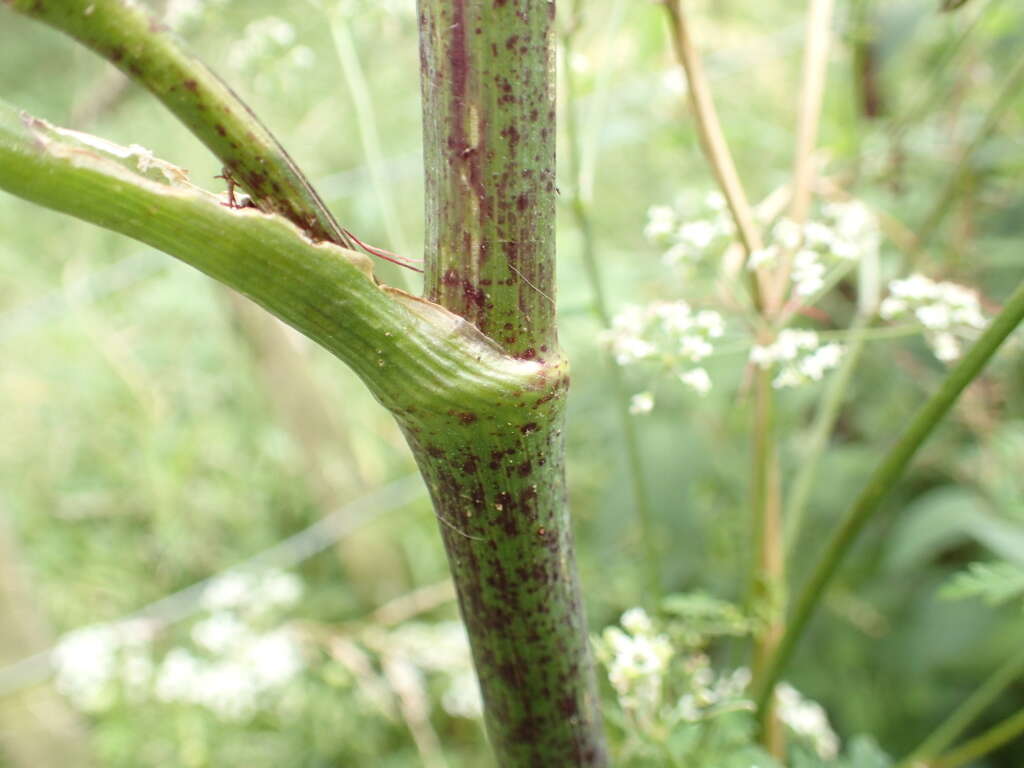 Image of poison hemlock