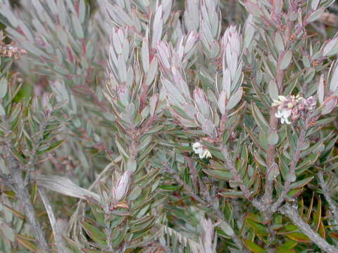 Image of Acrothamnus suaveolens (Hook. fil.) Quinn