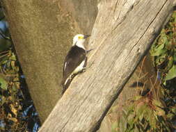 Image of White Woodpecker