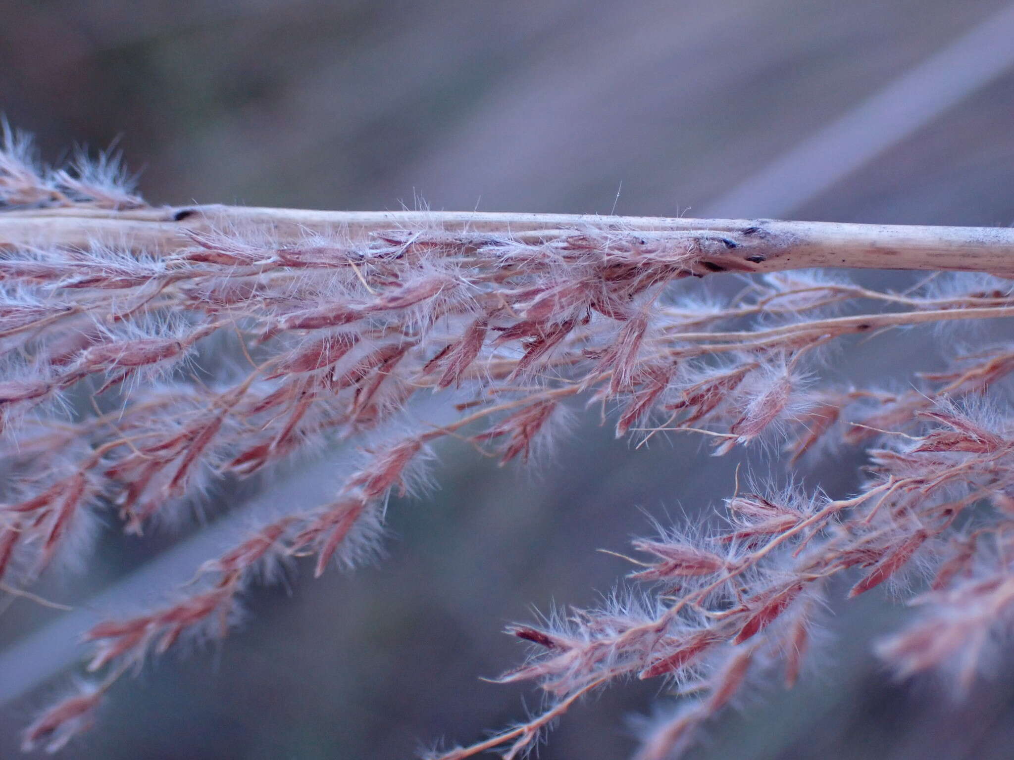 Imagem de Miscanthus junceus (Stapf) Pilg.