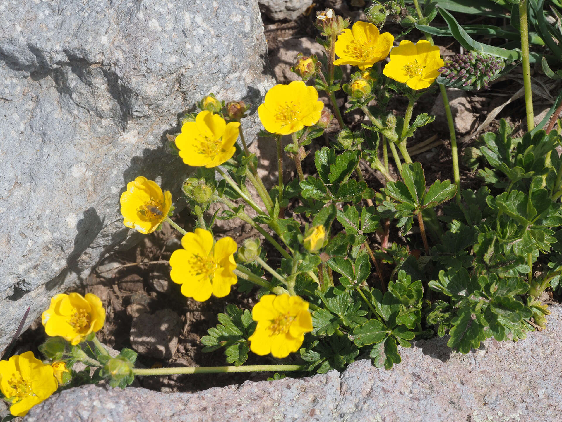 Слика од Potentilla crantzii (Crantz) Beck