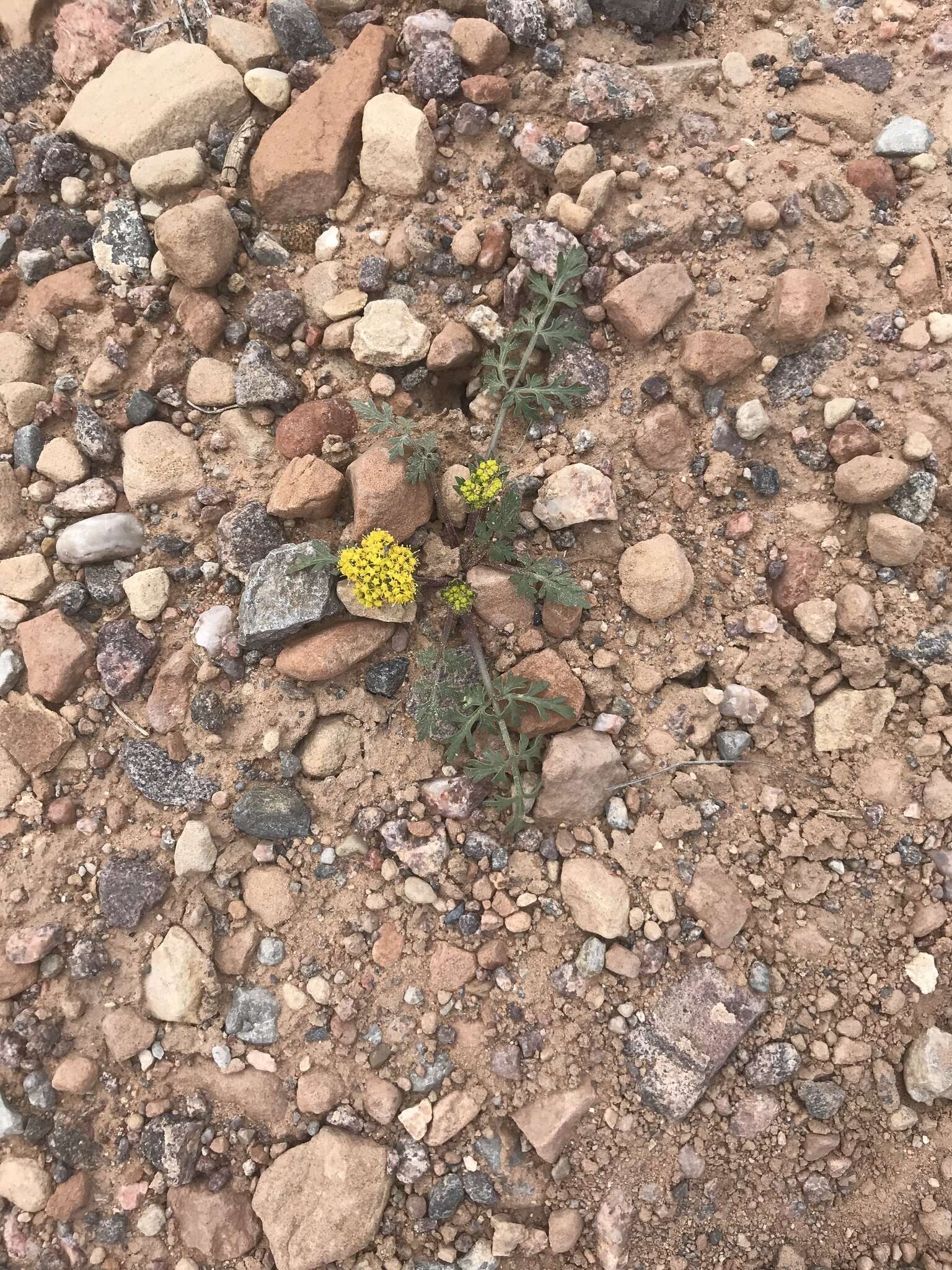 Слика од Cymopterus glomeratus var. fendleri (A. Gray) R. L. Hartm.