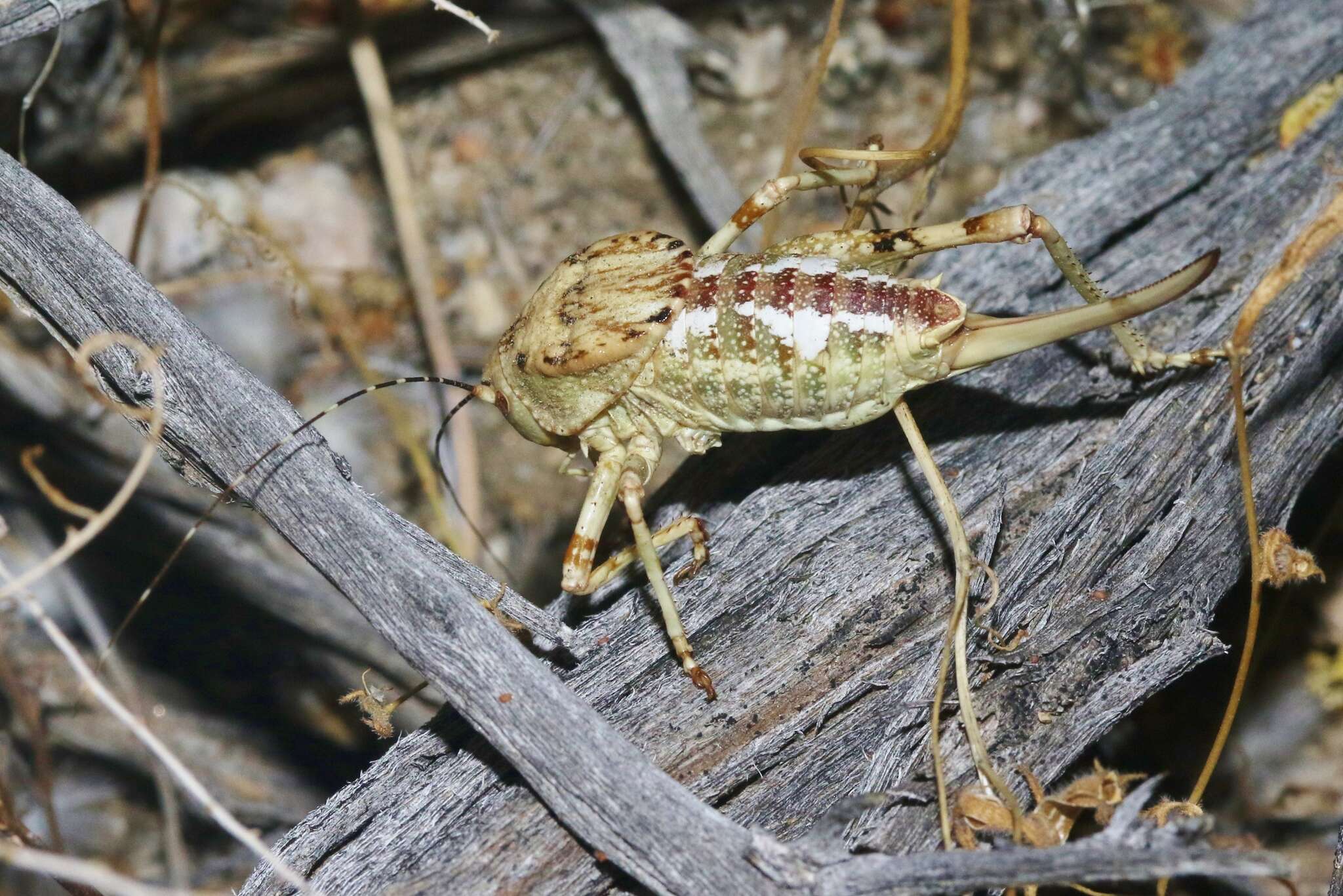 Image of Aglaothorax ovata gigantea (Rentz, D. C. F. & Birchim 1968)