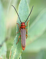 Image of Leafy Spurge Stem Boring Beetle