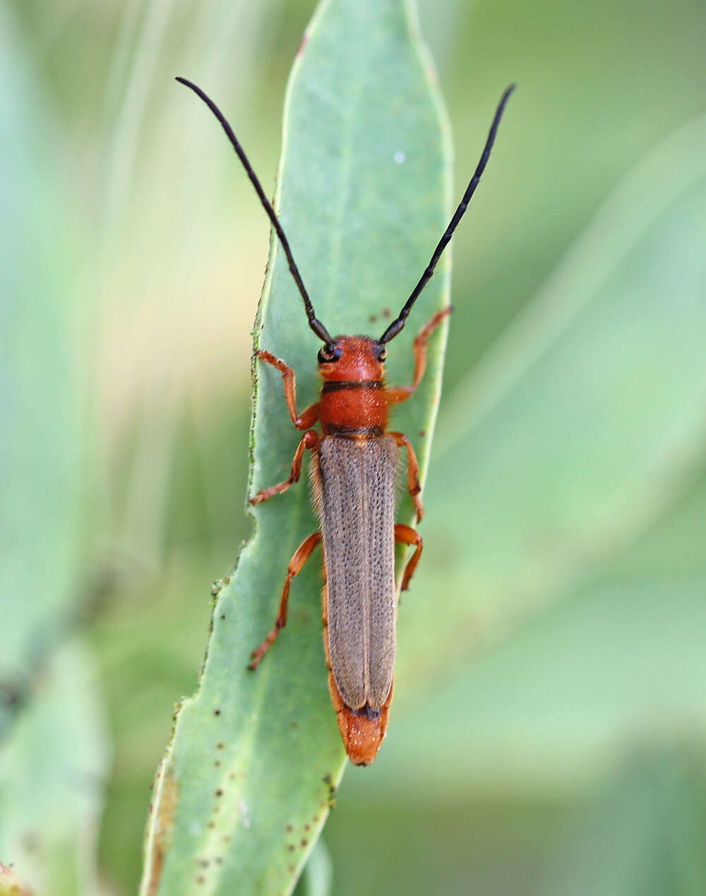 Image of Leafy Spurge Stem Boring Beetle