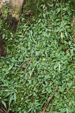 Image of Asplenium ruprechtii Kurata