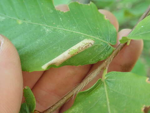 Image of Beech Midge