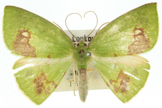Image of <i>Oenochlora imperialis</i> Warren 1896