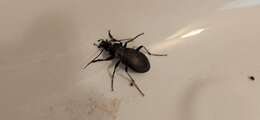 Carabus (Archicarabus) rossii Dejean 1826 resmi