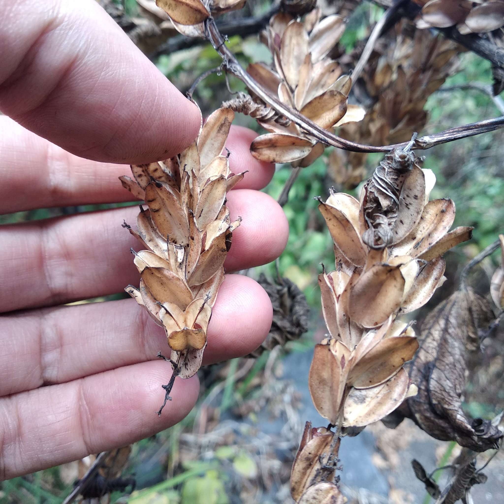 Image of Dioscorea galeottiana Kunth