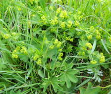 Image of Alchemilla sarmatica Juz.