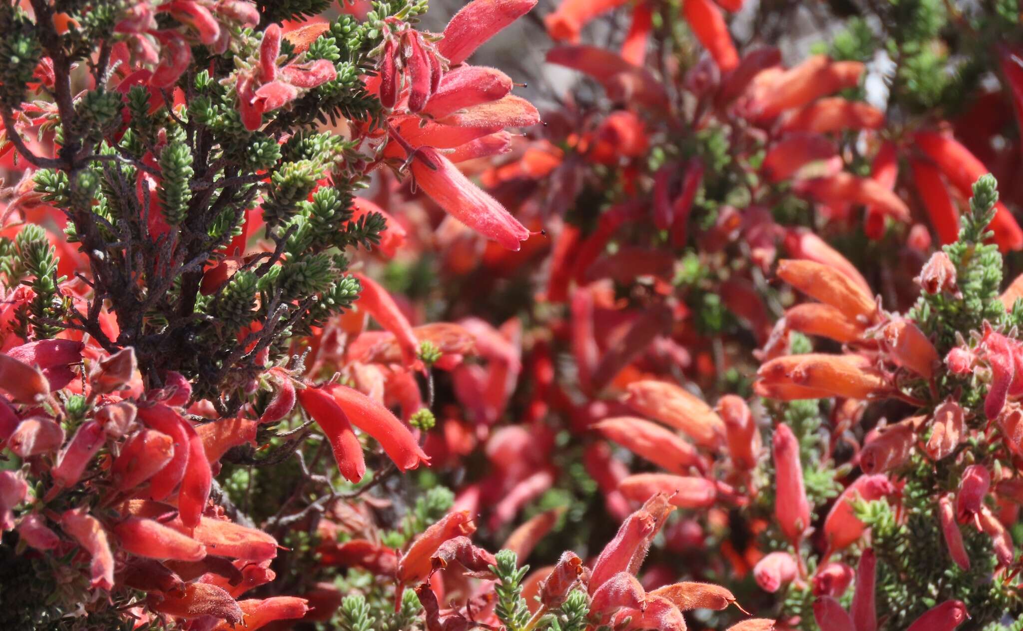 Image of Erica tumida var. tumida