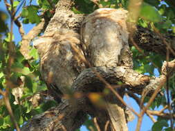 Image of Papuan Frogmouth