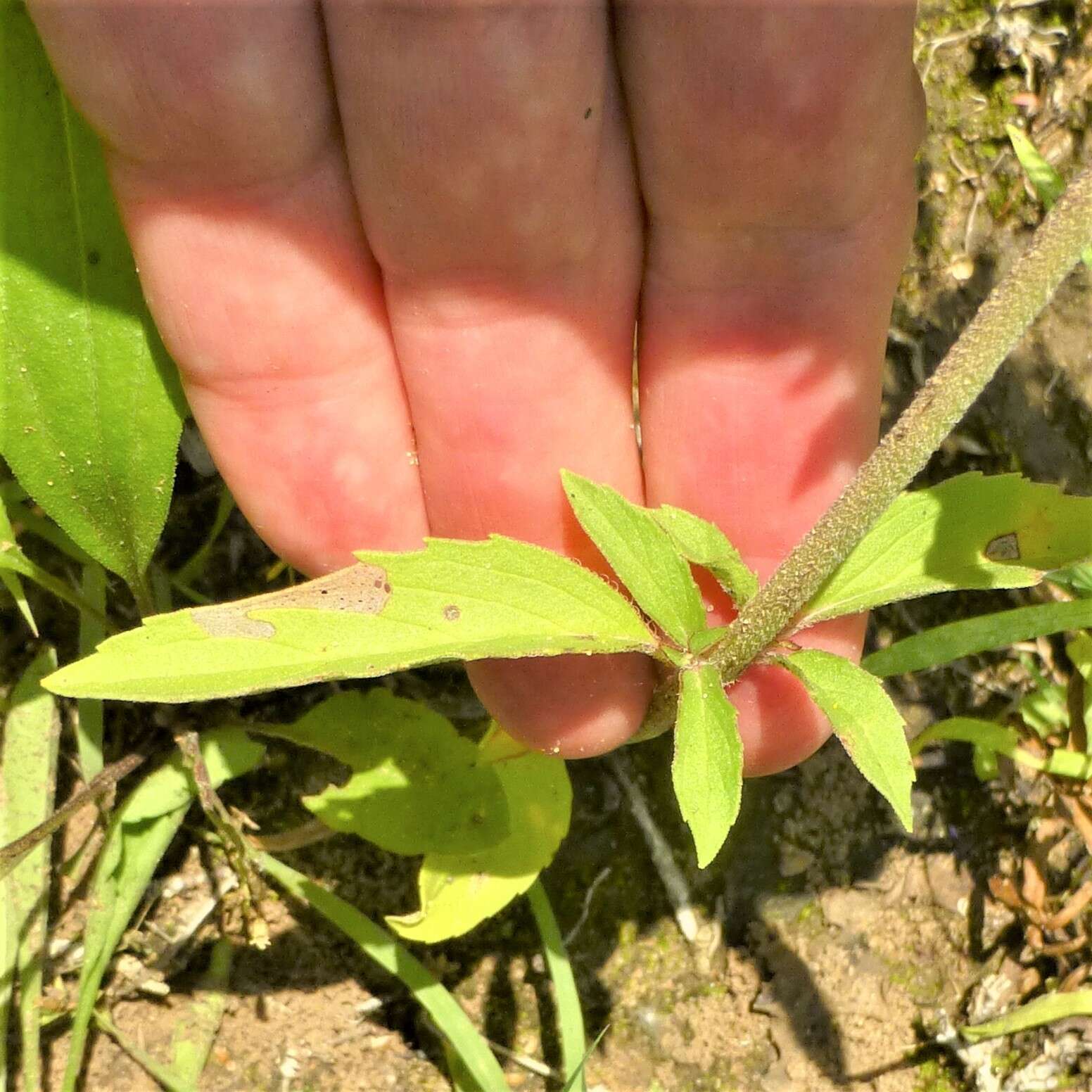 Image of basil beebalm