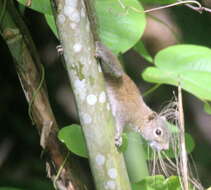 Слика од Callosciurus pygerythrus (I. Geoffroy Saint-Hilaire 1833)