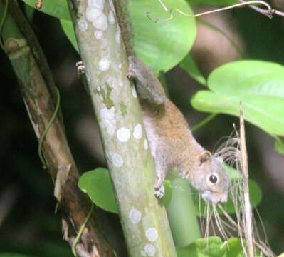 Image of Hoary-bellied Squirrel