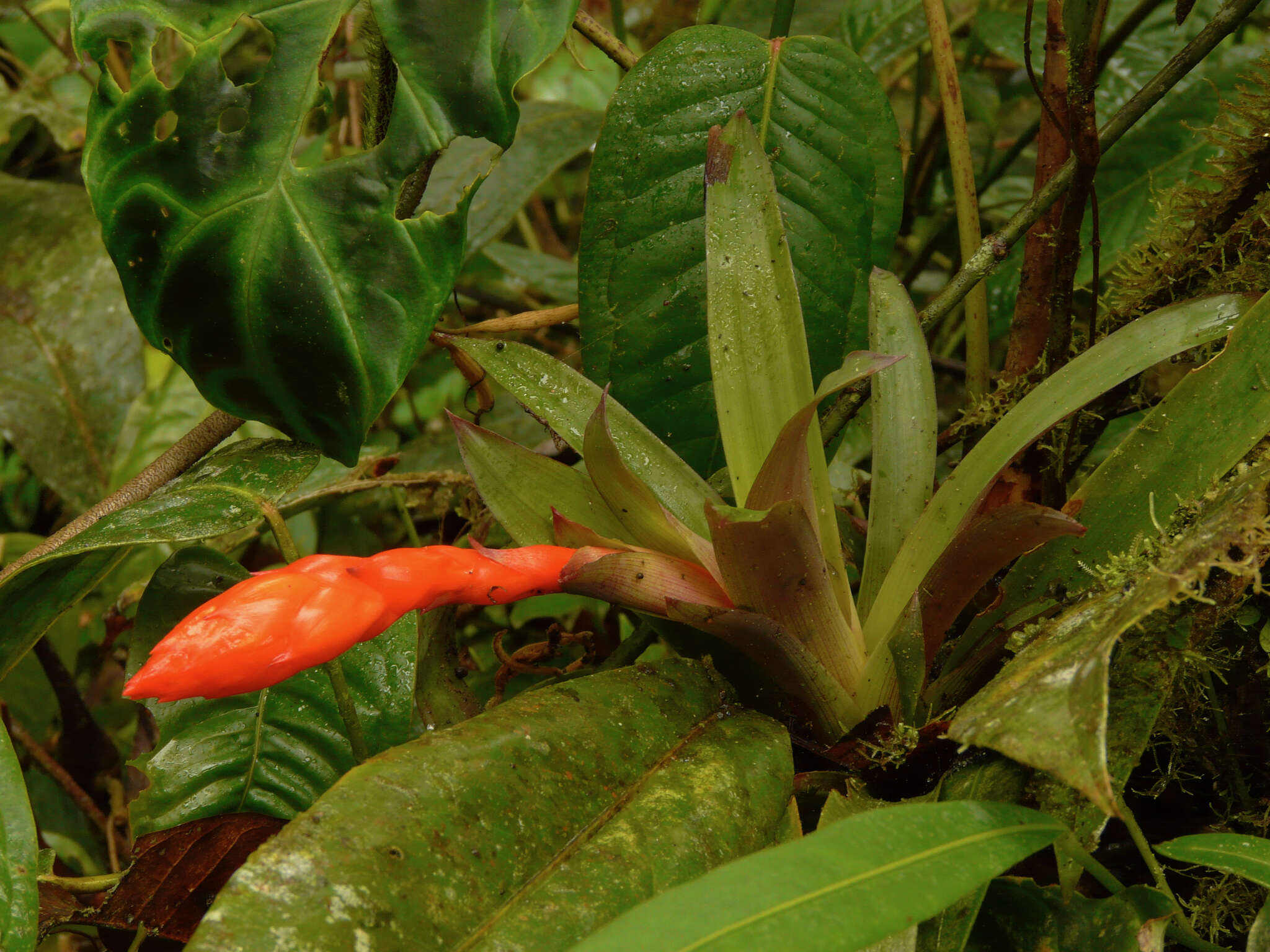 Image of Guzmania jaramilloi H. Luther