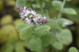 Image of Mentha suaveolens subsp. suaveolens