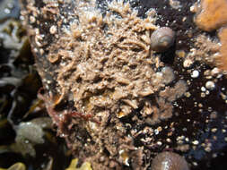 Image of Barents Sea sponge