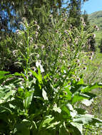 Image of Cynoglossum circinnatum (Ledeb.) Greuter & Burdet