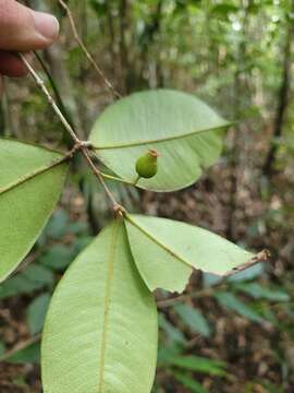 Image of Myrcia eugeniopsoides (D. Legrand & Kausel) Mazine