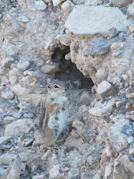 Image of Harris's Antelope Squirrel