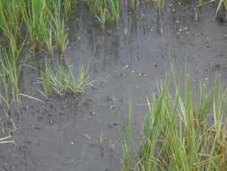 Image of Atlantic Marsh Fiddler Crab