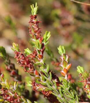 Image of Passerina comosa C. H. Wright