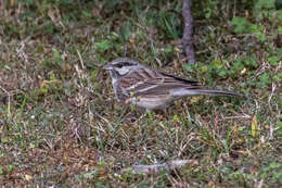 Image of Chestnut-breasted Bunting