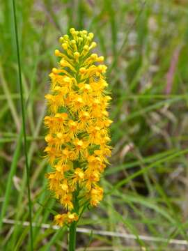 Image of Crested Yellow Orchid