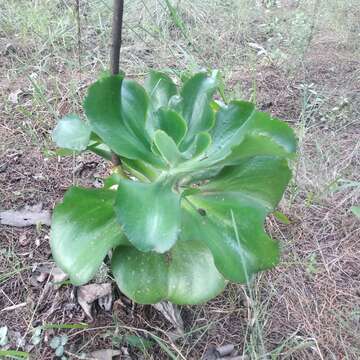 Image of Echeveria gigantea Rose & Purpus