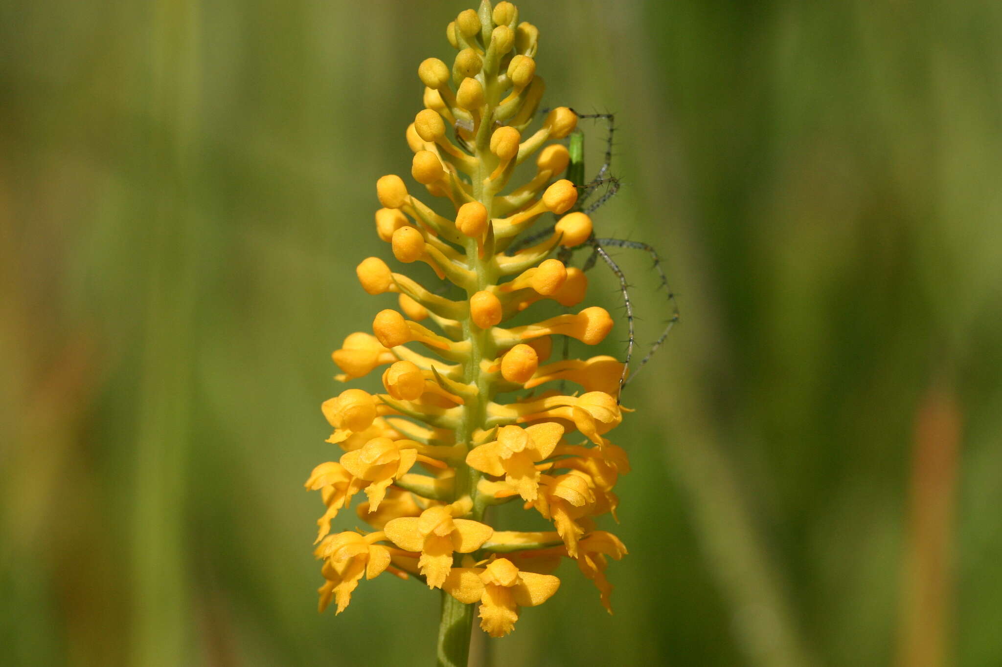 Platanthera integra (Nutt.) A. Gray ex L. C. Beck的圖片