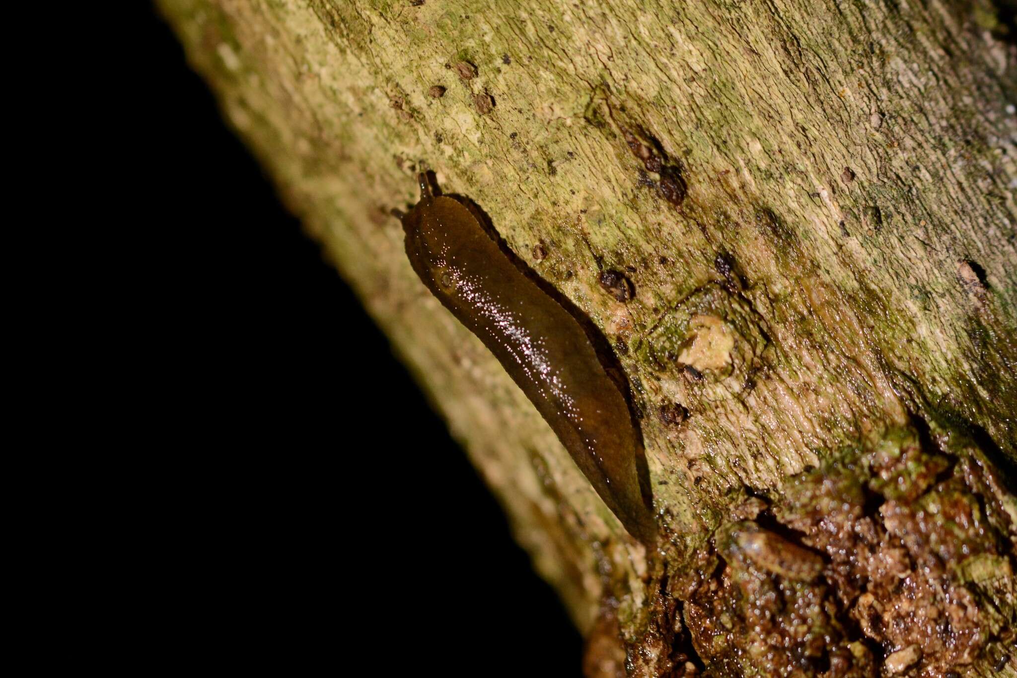 Imagem de Athoracophorus papillatus (F. W. Hutton 1879)