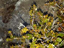 Imagem de Epacris alpina Hook. fil.