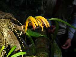 Image of Maxillaria aciantha Rchb. fil.
