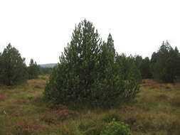 Pinus mugo subsp. rotundata (Link) Janch. & H. Neumayer的圖片