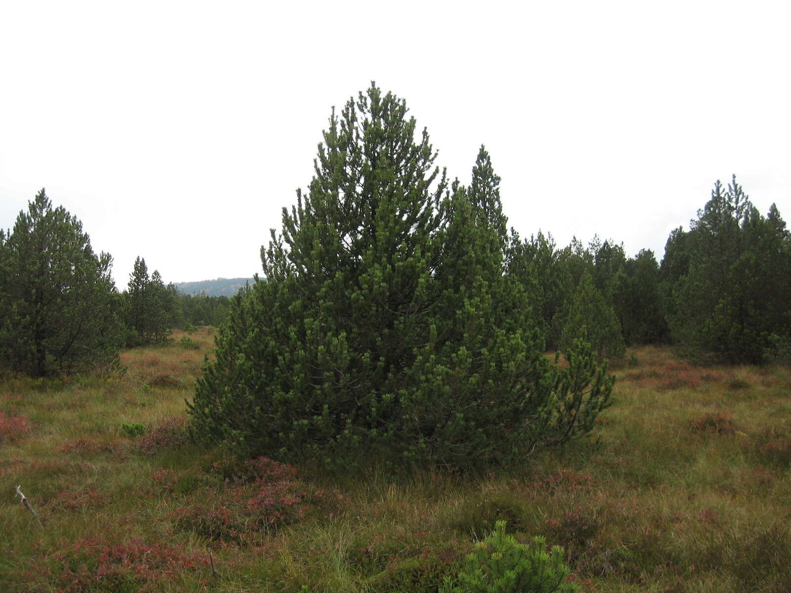 Pinus mugo subsp. rotundata (Link) Janch. & H. Neumayer的圖片