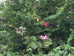 Image of bauhinia