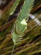 Image of Uhler's Stink Bug