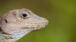 Imagem de Anolis cybotes Cope 1862