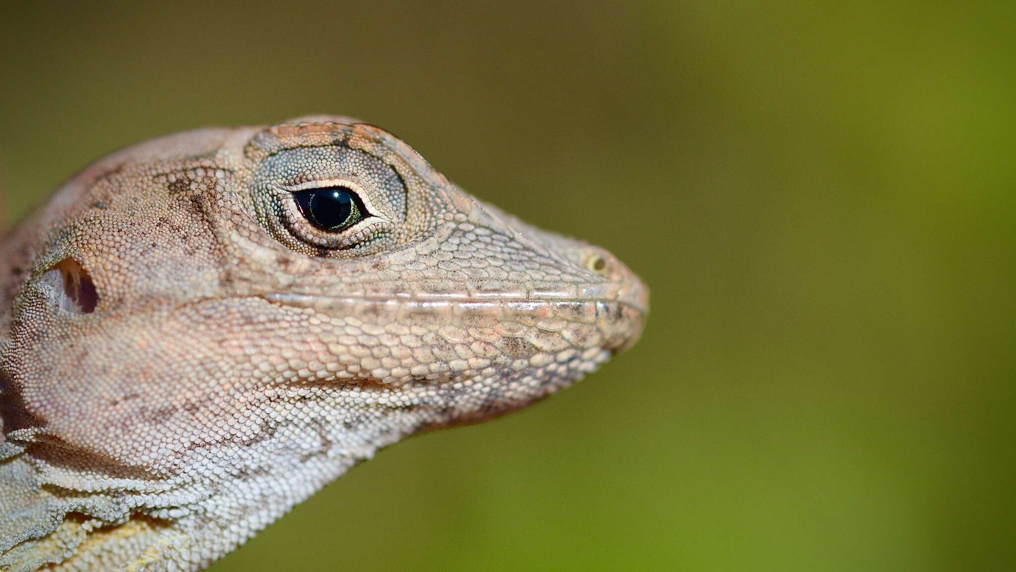 Anolis cybotes Cope 1862 resmi